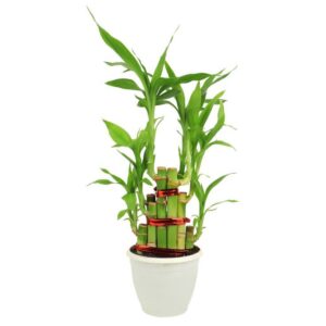Lucky Bamboo
