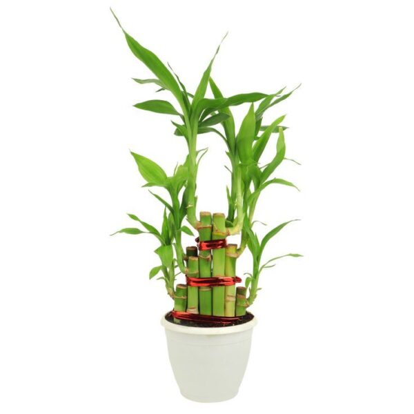 Lucky Bamboo