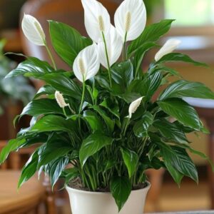 Peace Lilly